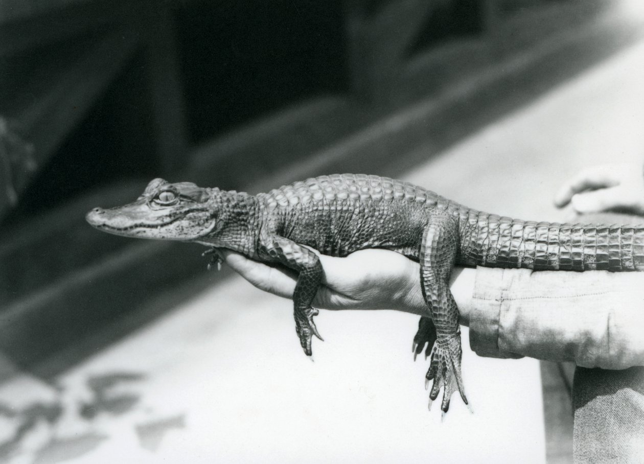 En ung Alligator som hölls i handen på sin målvakt, London Zoo av Frederick William Bond
