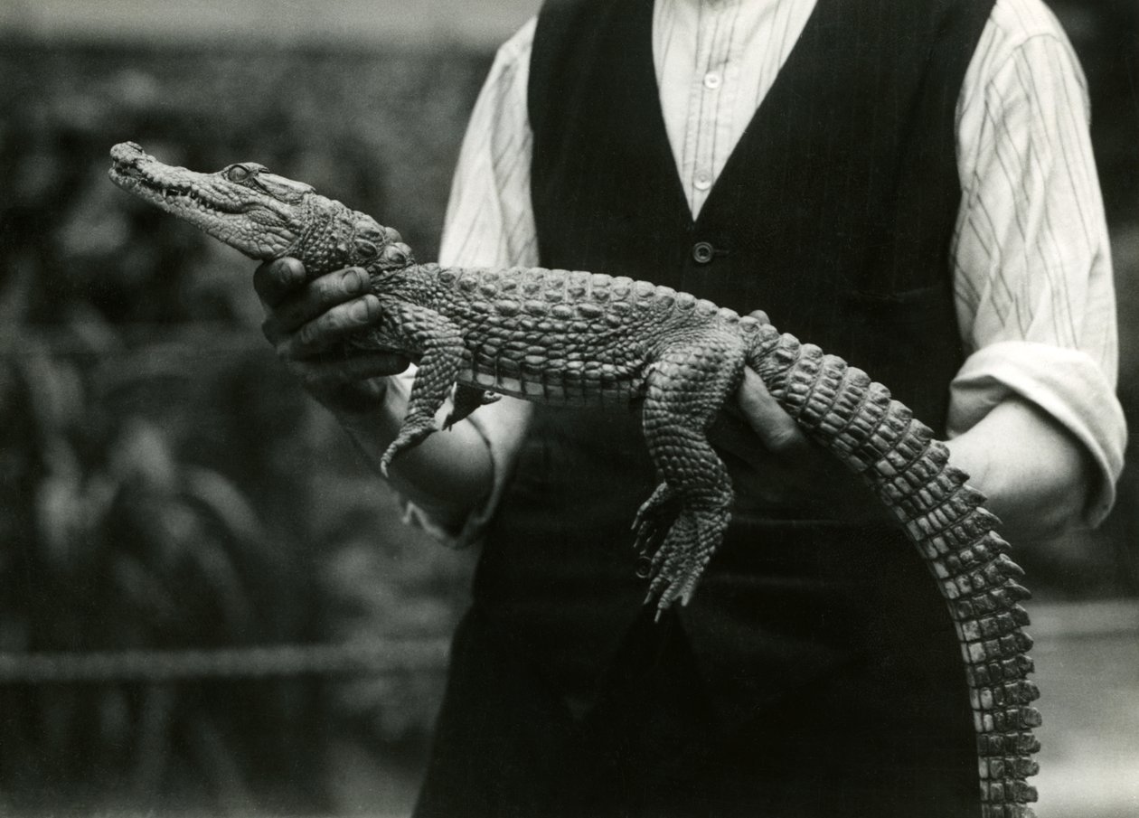 En ung amerikansk alligator som hölls av sin djurhållare, London Zoo, 1924 av Frederick William Bond