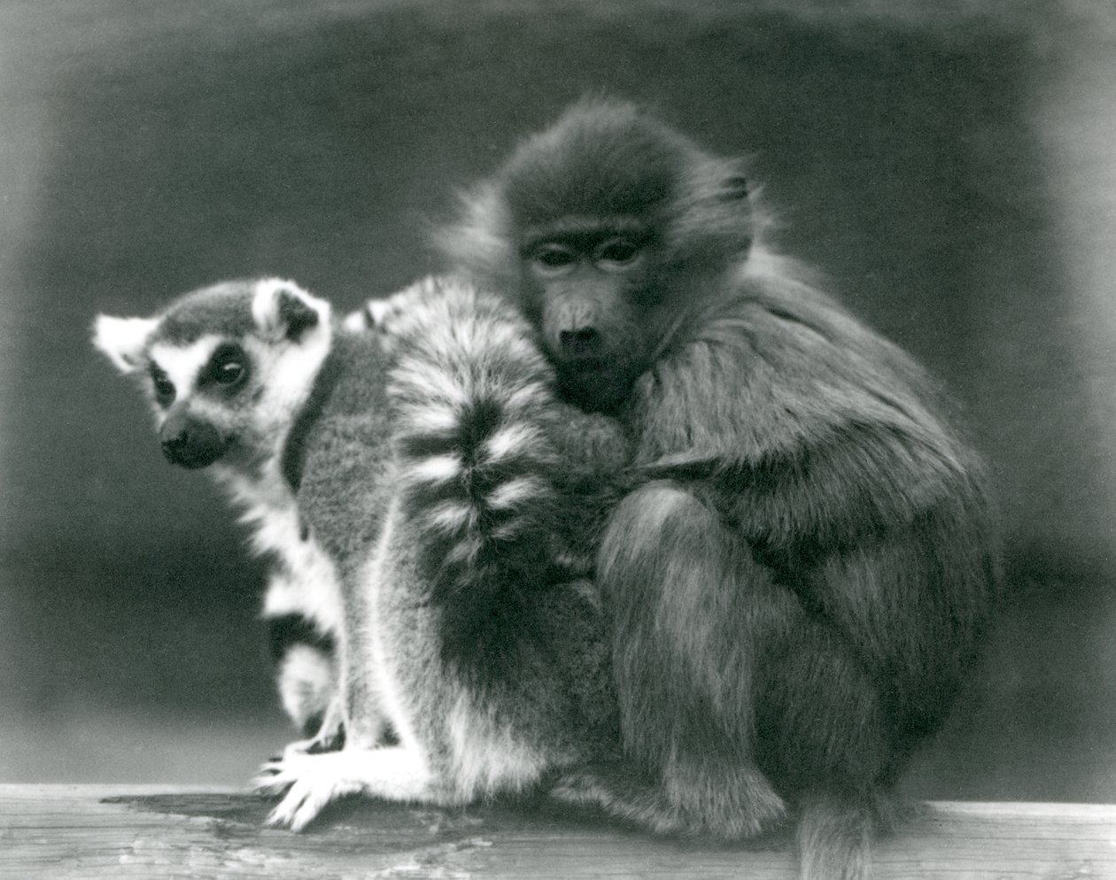 En ung babian gosar fram till en ringstjärtad lemur på en balk, London Zoo, 1925 av Frederick William Bond