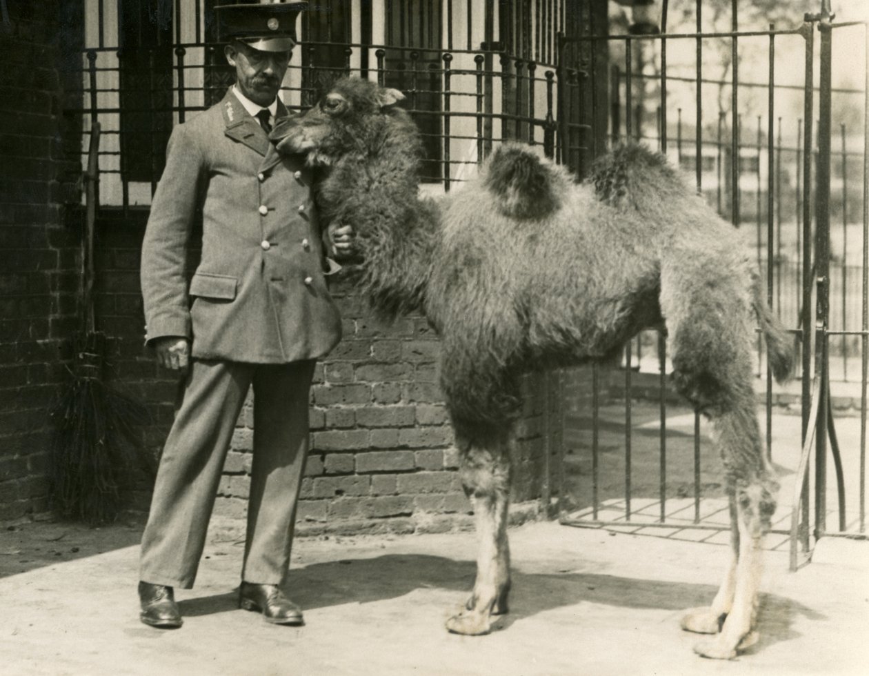 En ung Bactrian Camel, som föddes i menageriet, med sin djurhållare, London Zoo av Frederick William Bond