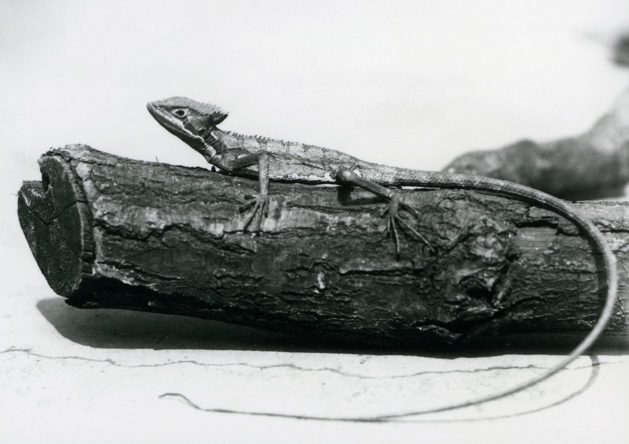 En ung Basilisk Lizard vilar på en stock på London Zoo i augusti 1928 (s/v foto) av Frederick William Bond