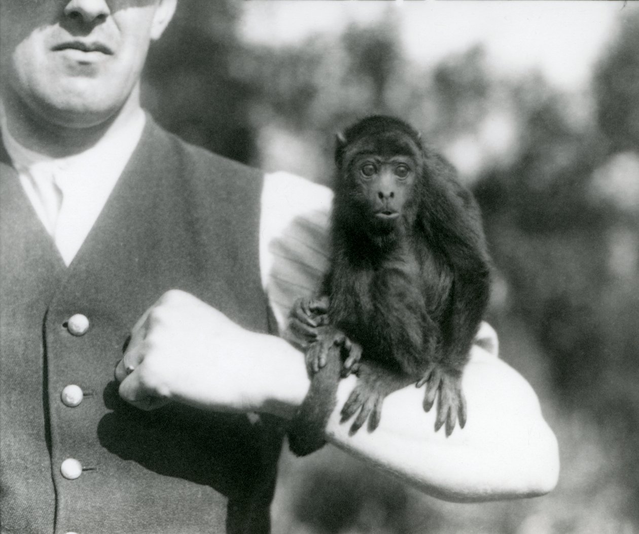 En ung svart bråkapa sitter på en mans arm med sin svans lindad runt handleden, London Zoo, 1923 (svart foto). av Frederick William Bond