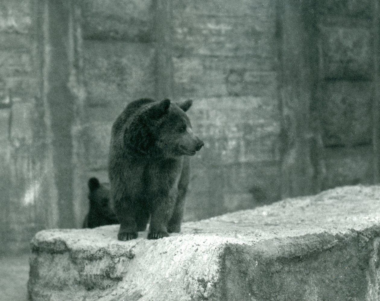 En ung brunbjörn på London Zoo, juni 1914 av Frederick William Bond