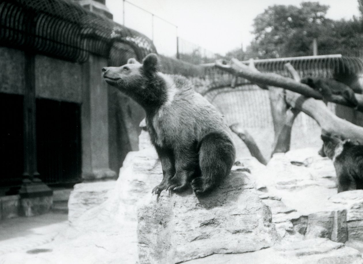 En ung brunbjörn som sitter på en sten i förgrunden med en annan som går bakom, och en tredje sover på en gren, London Zoo, augusti 1913 av Frederick William Bond