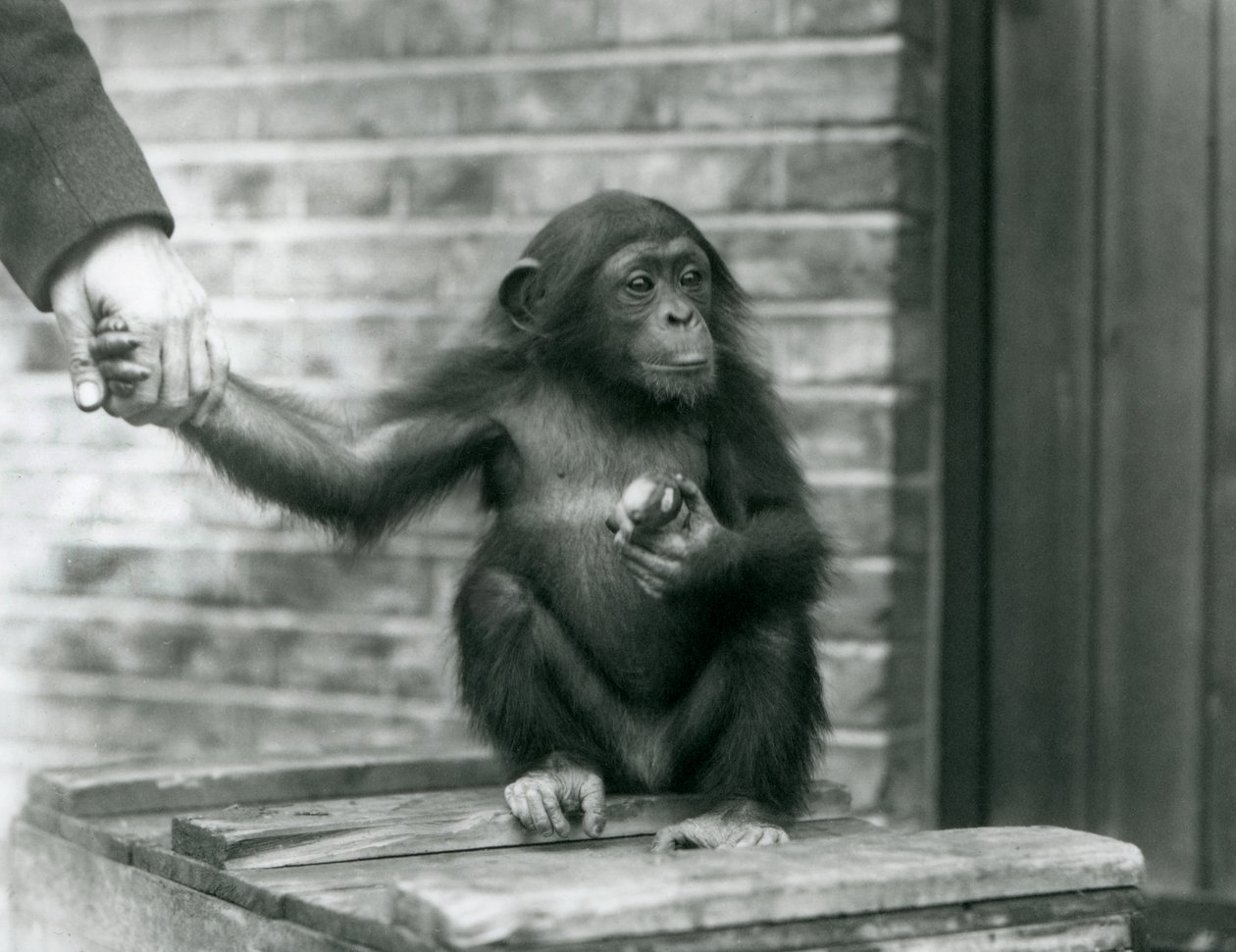 En ung schimpans som håller handen på en djurhållare när han sitter på en trälåda, London Zoo, juni 1926 av Frederick William Bond