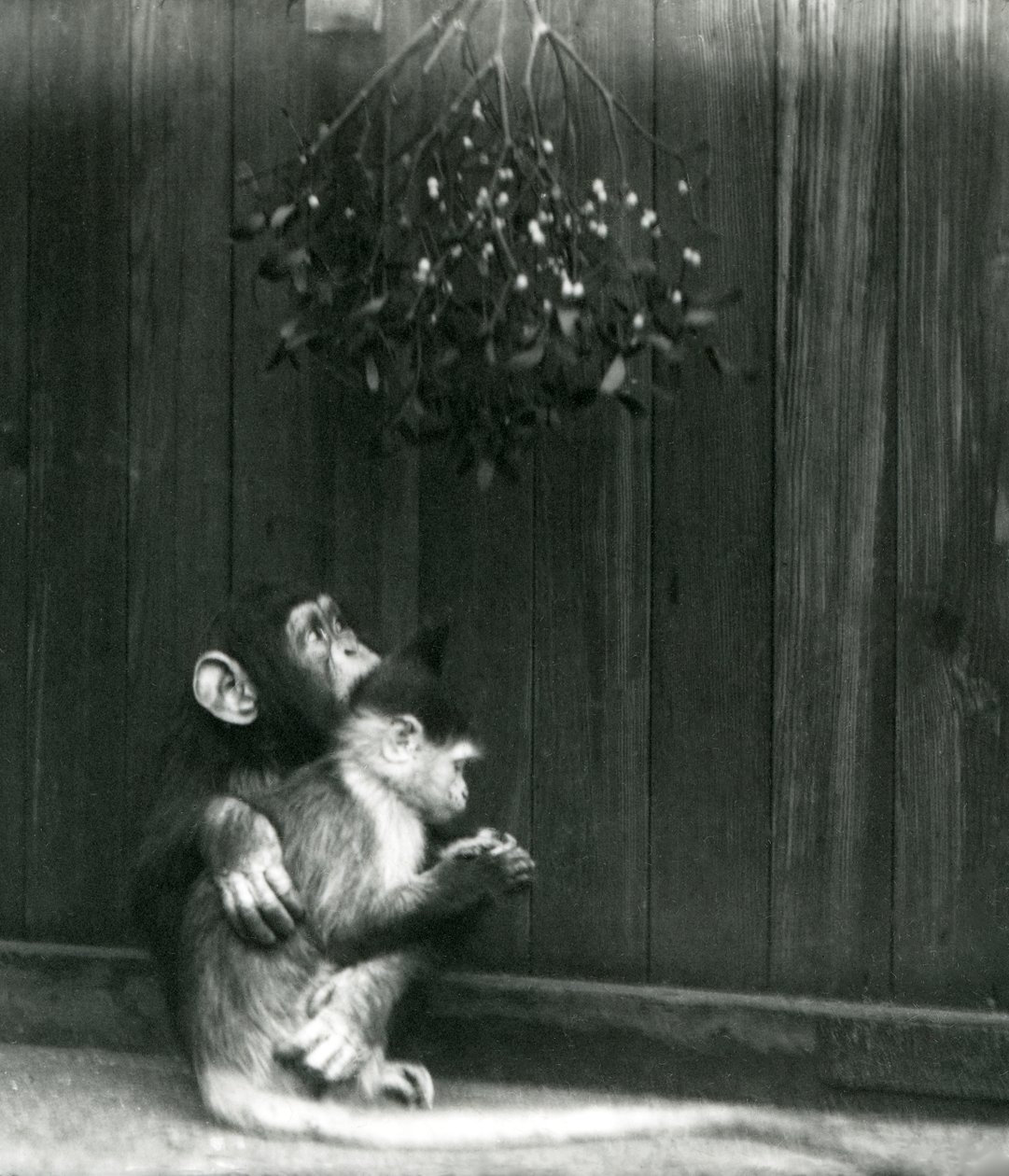 En ung schimpans lägger sin arm runt en Mangabey under mistel på London Zoo i december 1924 av Frederick William Bond