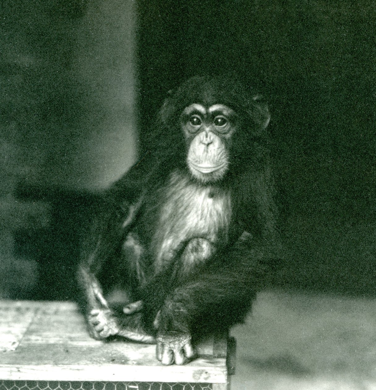 En ung schimpans som sitter på en trälåda på London Zoo 1924 (s/v foto) av Frederick William Bond