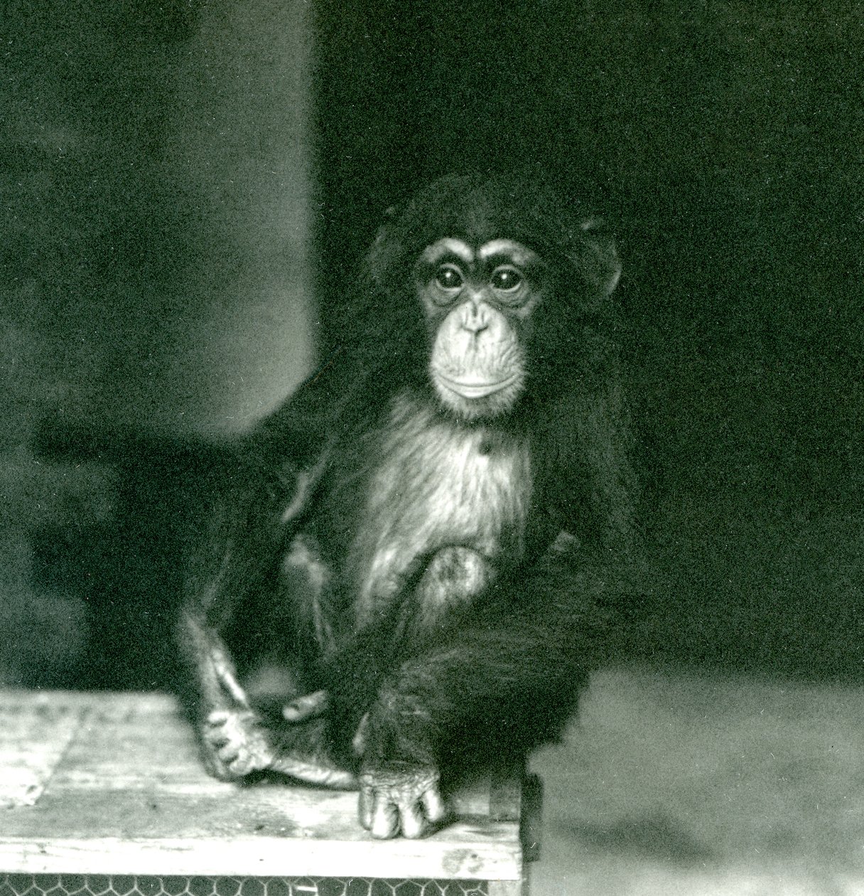En ung schimpans som sitter på en trälåda på London Zoo 1924 av Frederick William Bond