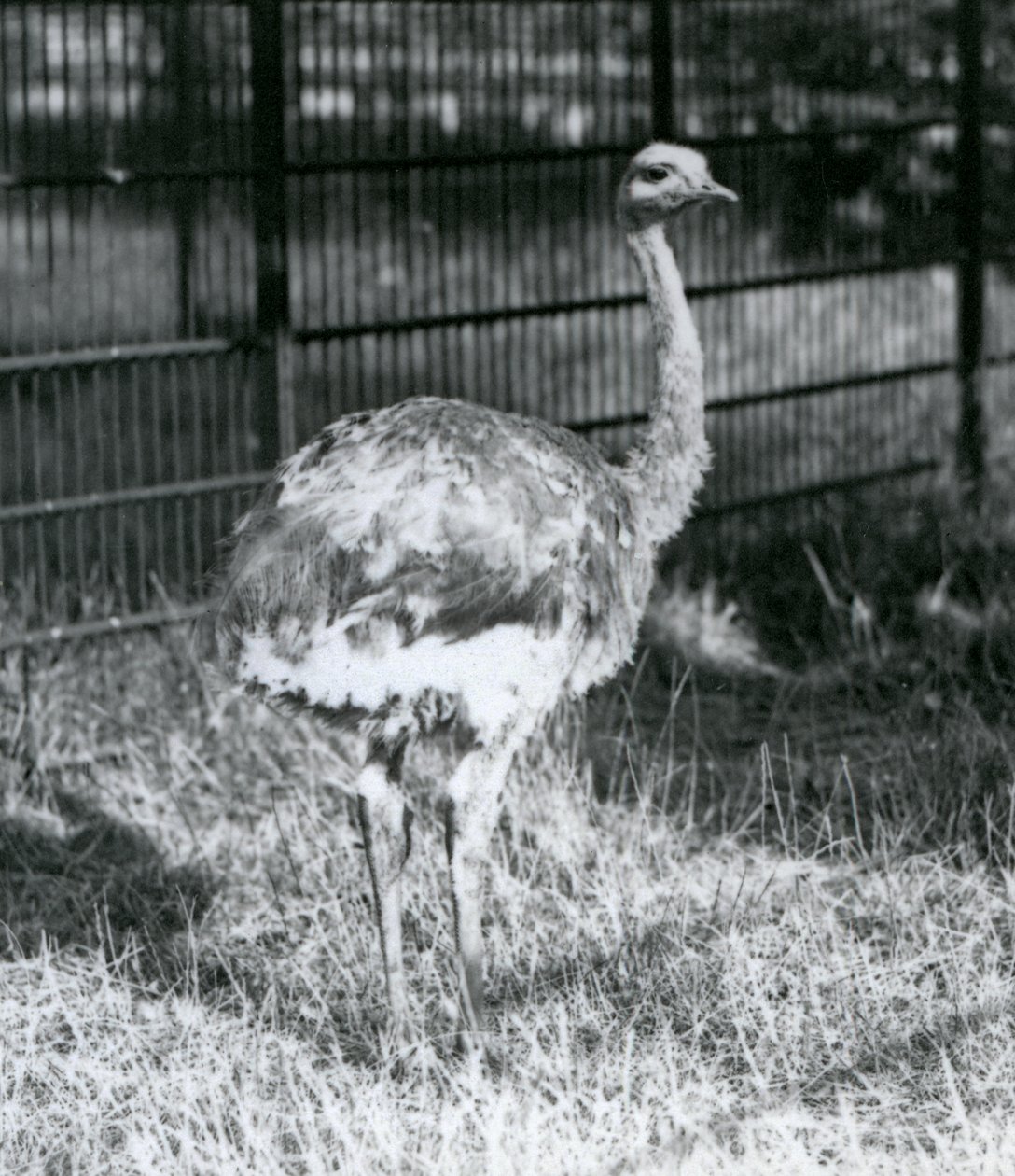 En ung Darwins/Lesser Rhea som står på gräs, bredvid staketet till dess inhägnad, London Zoo av Frederick William Bond