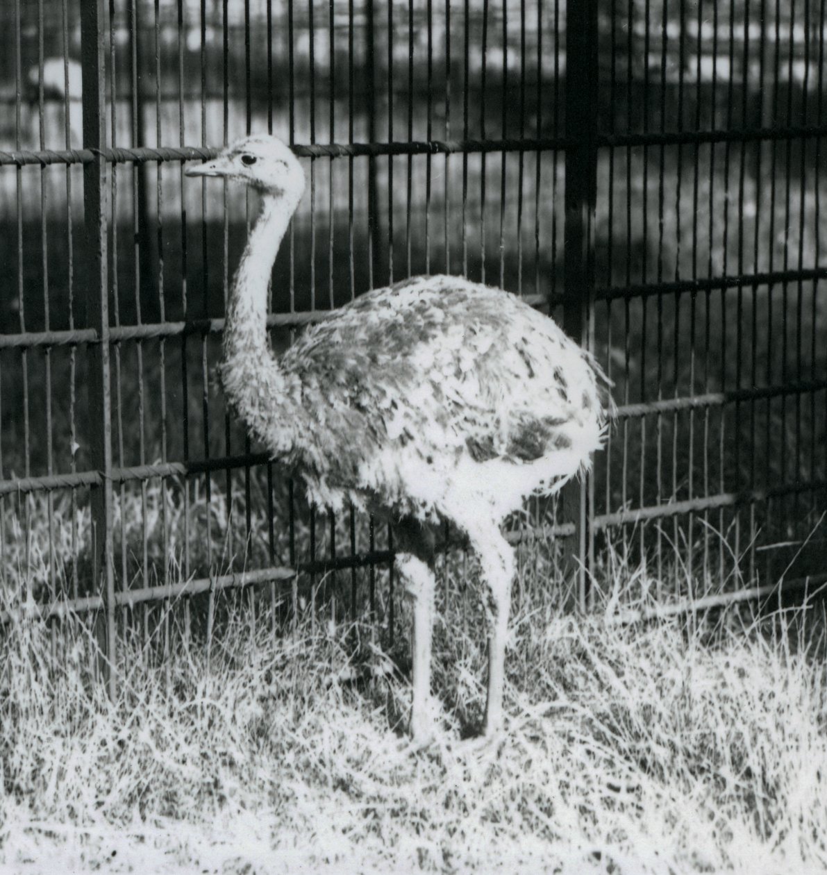 En ung Darwins/Lesser Rhea som står på gräs, bredvid staketet till dess inhägnad, London Zoo av Frederick William Bond
