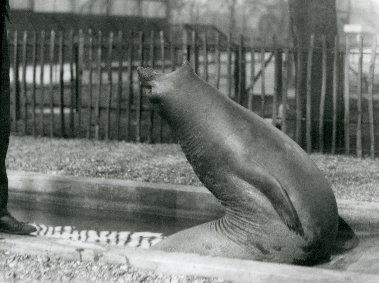 En ung elefantsäl som sträcker sig baklänges, London Zoo av Frederick William Bond