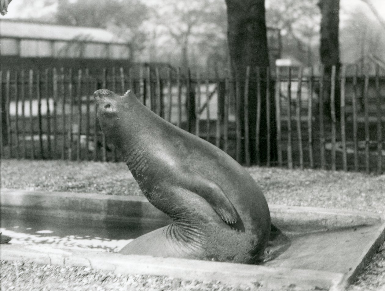En ung elefantsäl som sträcker sig baklänges, London Zoo av Frederick William Bond