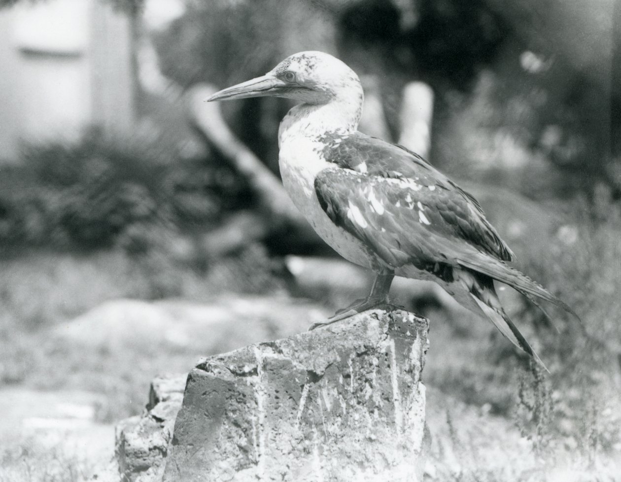 En ung sula som står på en stubbe på London Zoo 1929 (s/v foto) av Frederick William Bond