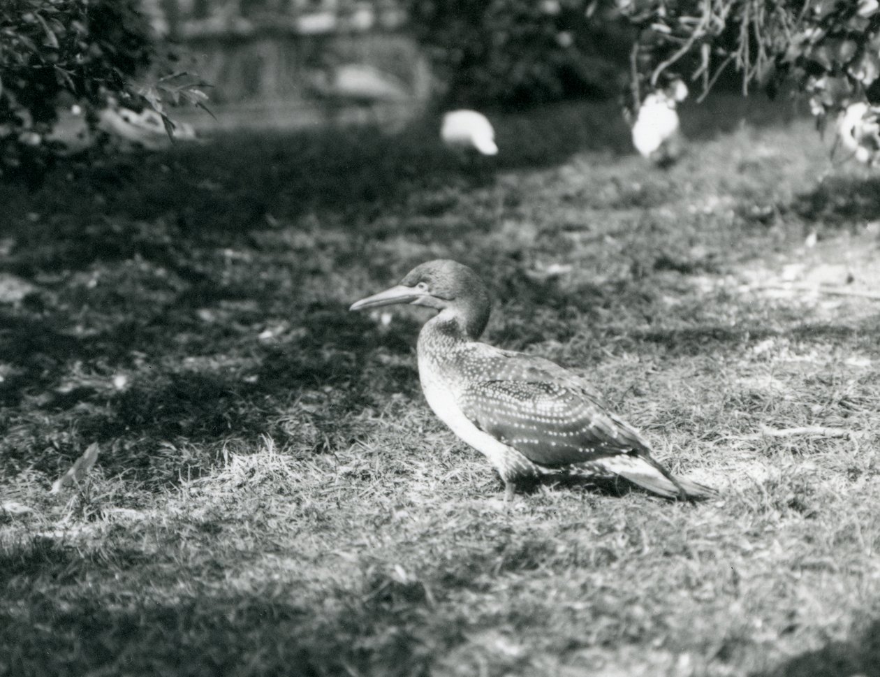 En ung sula som står på gräs på London Zoo i september 1927 av Frederick William Bond