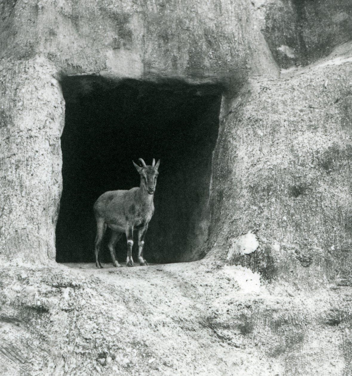 En ung grekisk stenbock som står i ingången till grottan i de konstgjorda klipporna på Mappin Terraces, London Zoo, augusti 1927 av Frederick William Bond