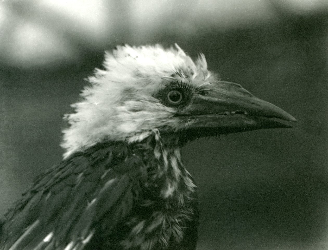 En ung näshornsfågel på London Zoo, 1924 av Frederick William Bond