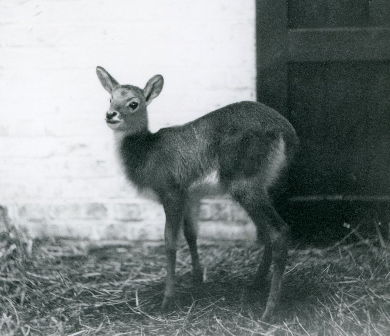 En ung Lechwe som står på hö, London Zoo, januari 1926 av Frederick William Bond
