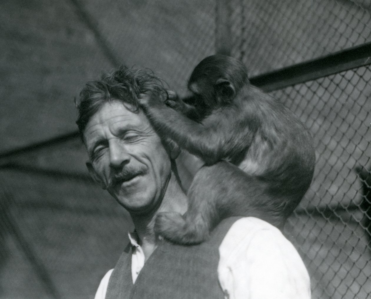 En ung apa som sköter Flewins hår, London Zoo 1928 (s/v foto) av Frederick William Bond