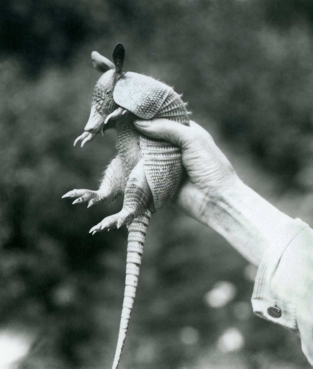 En ung niobandad bältdjurNiobandad långnosig bältdjur som hölls upp i en målvaktshand, London Zoo, augusti 1926 av Frederick William Bond