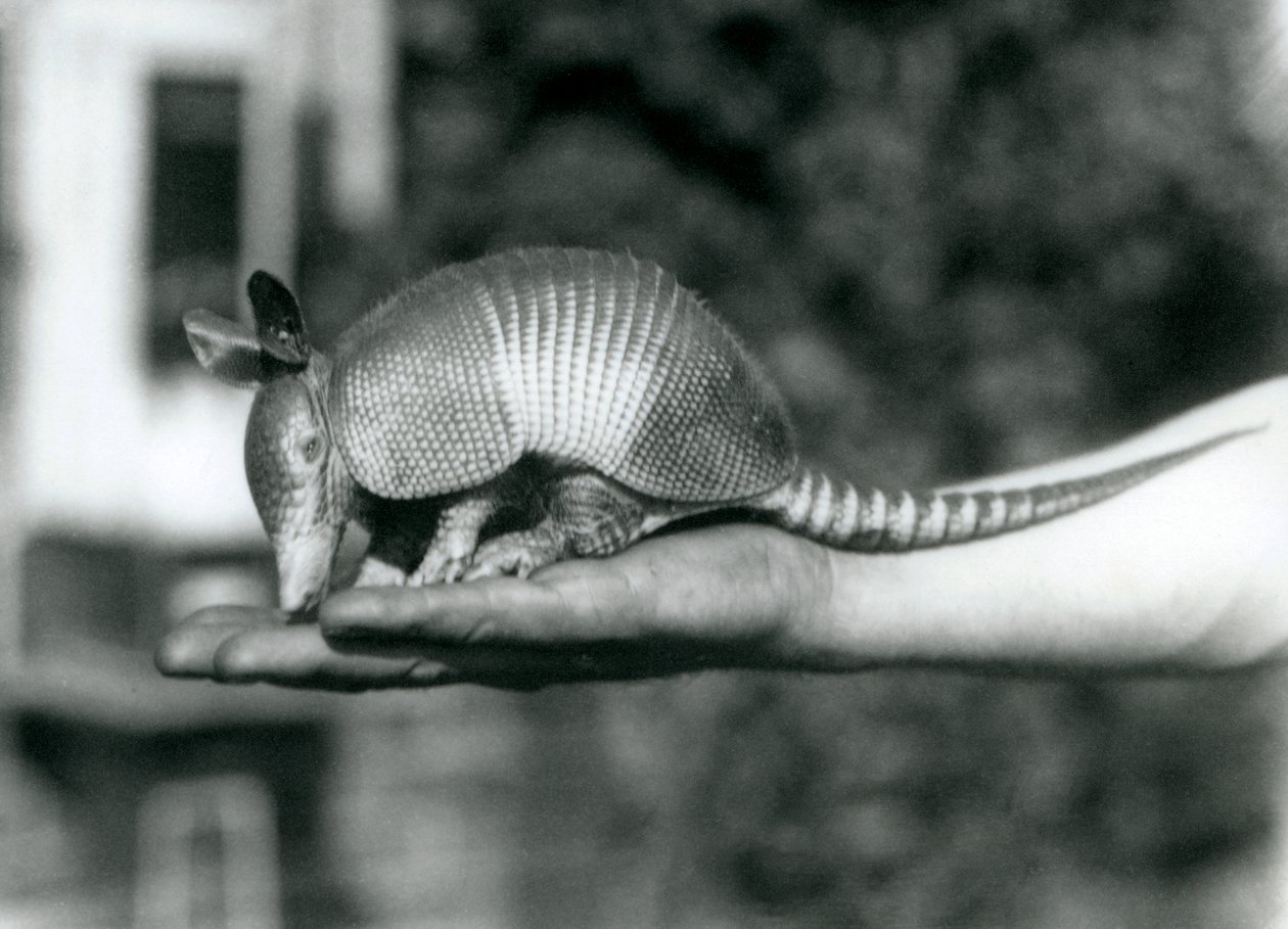 En ung niobandad bältdjur, eller niobandad bältdjur som vilar på en öppen handflata, London Zoo, augusti 1926 av Frederick William Bond