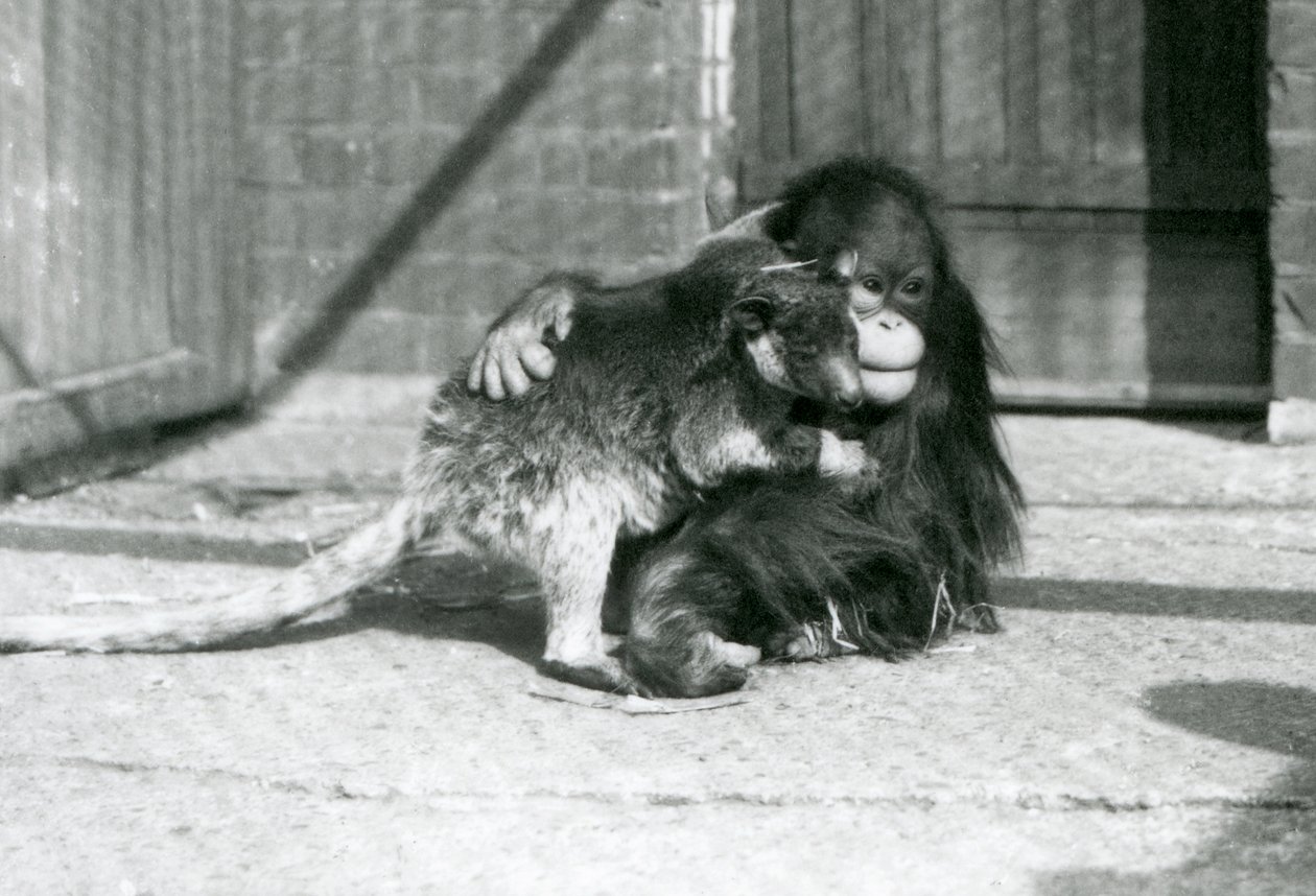 En ung orangutang kramar en trädkänguru på London Zoo 1927 (s/v foto) av Frederick William Bond