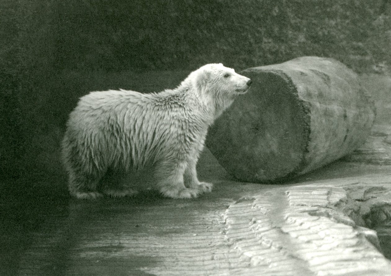 En ung isbjörn på London Zoo i november 1924 av Frederick William Bond