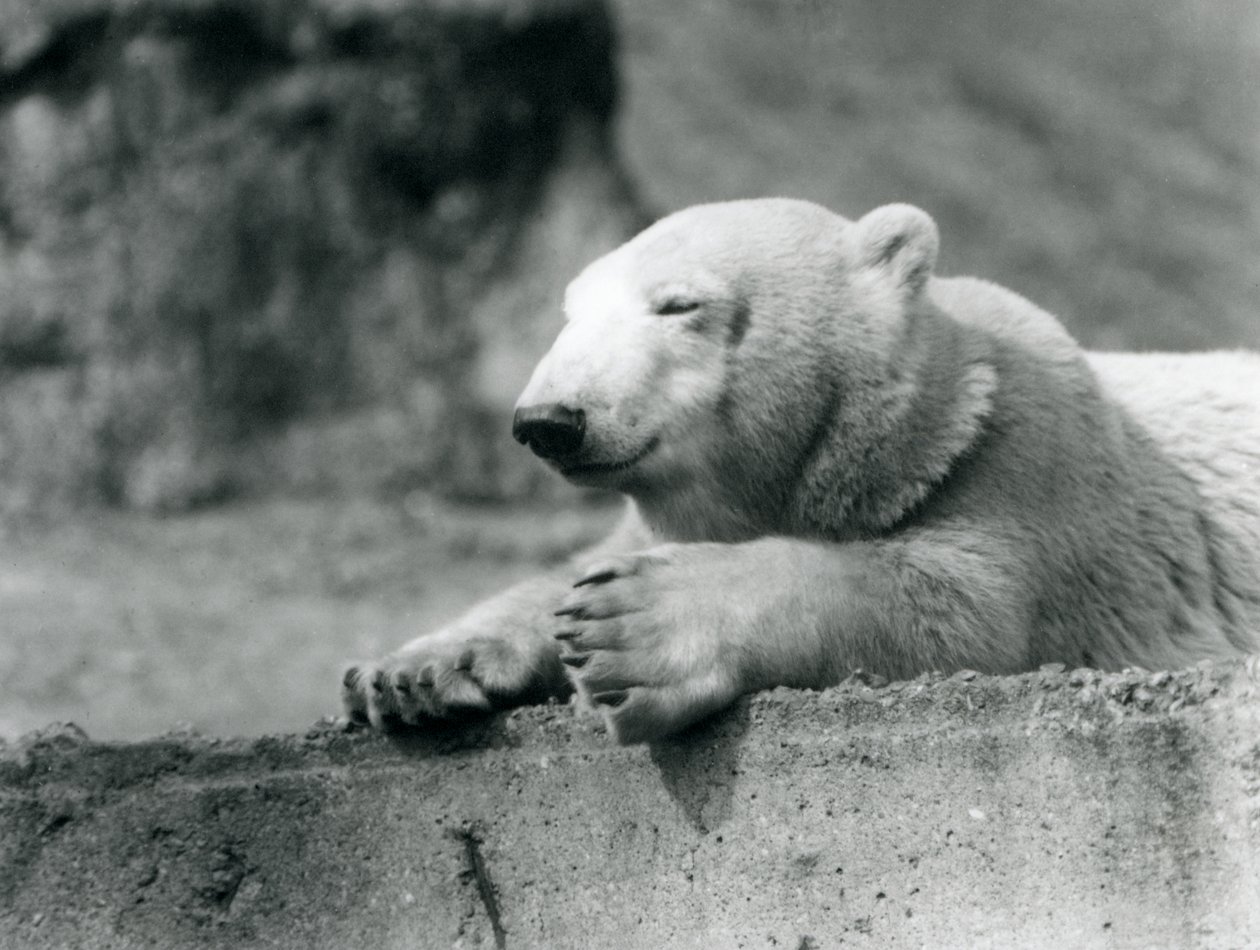 En ung isbjörn vilar på en betongkant på London Zoo 1927 av Frederick William Bond