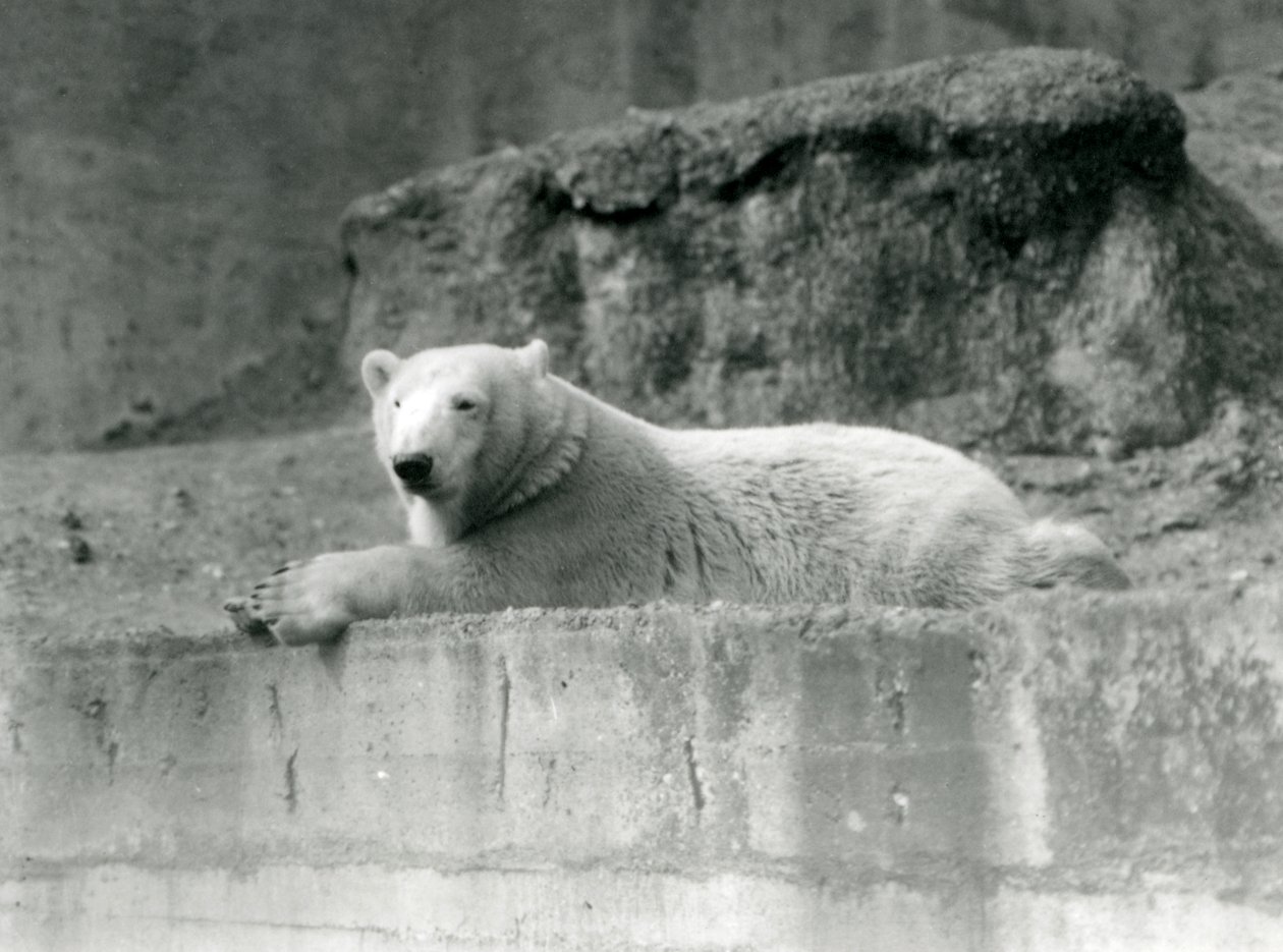 En ung isbjörn vilar på en stenig avsats i sitt inhägnad vid London Zoo 1927 av Frederick William Bond