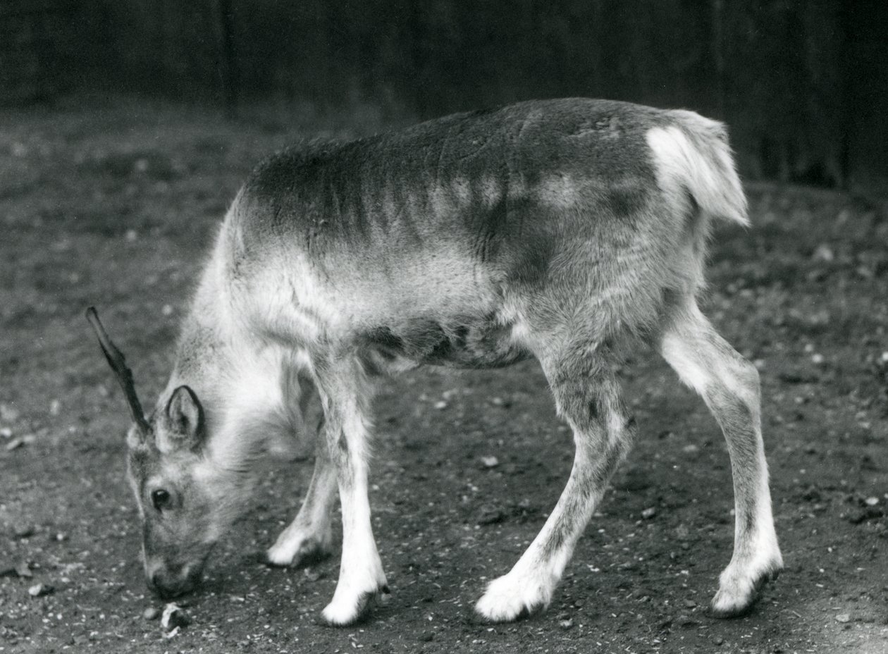 En ung ren på London Zoo, 1925 av Frederick William Bond