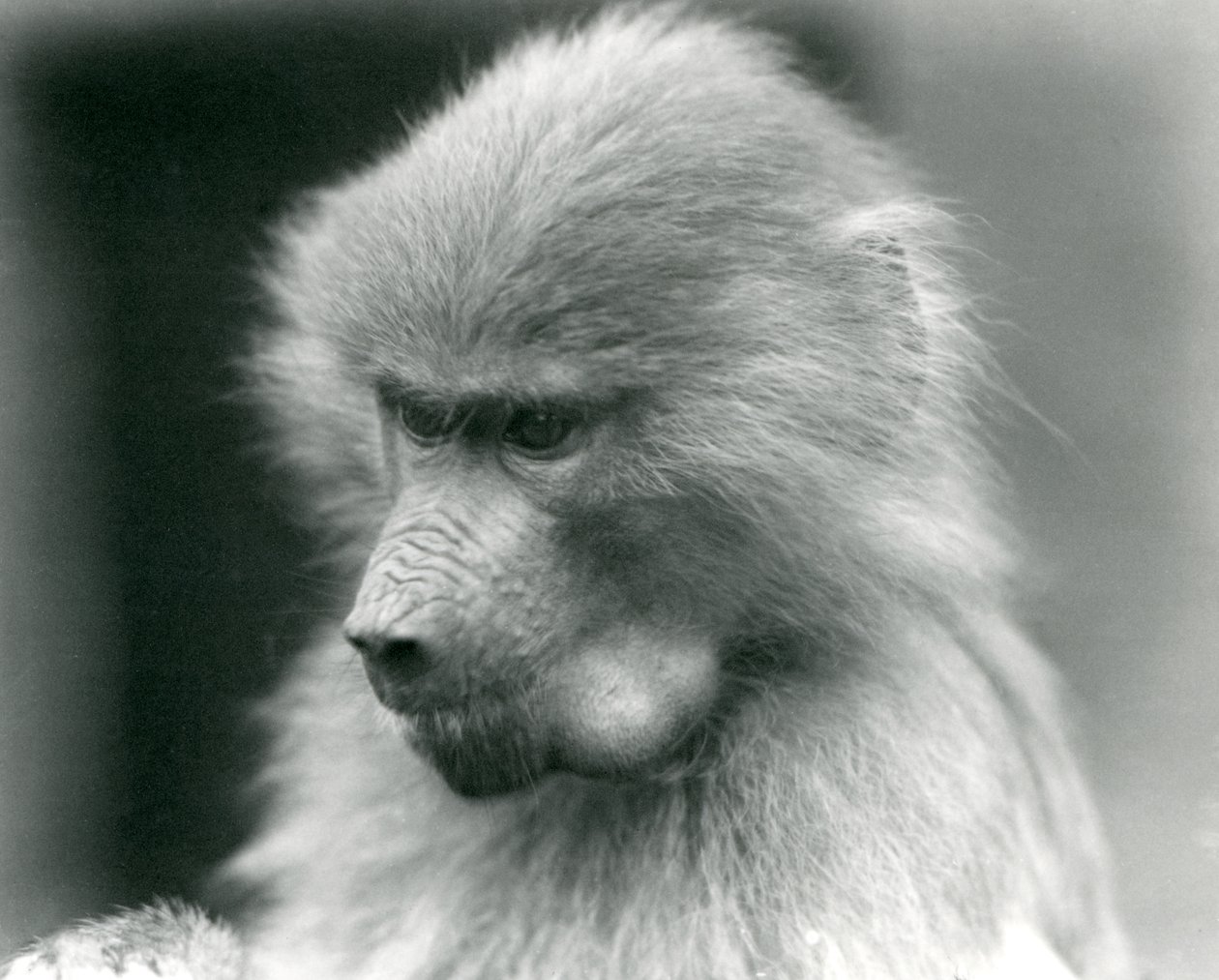 En ung helig babian med kindpåsen full, London Zoo, 1925 av Frederick William Bond