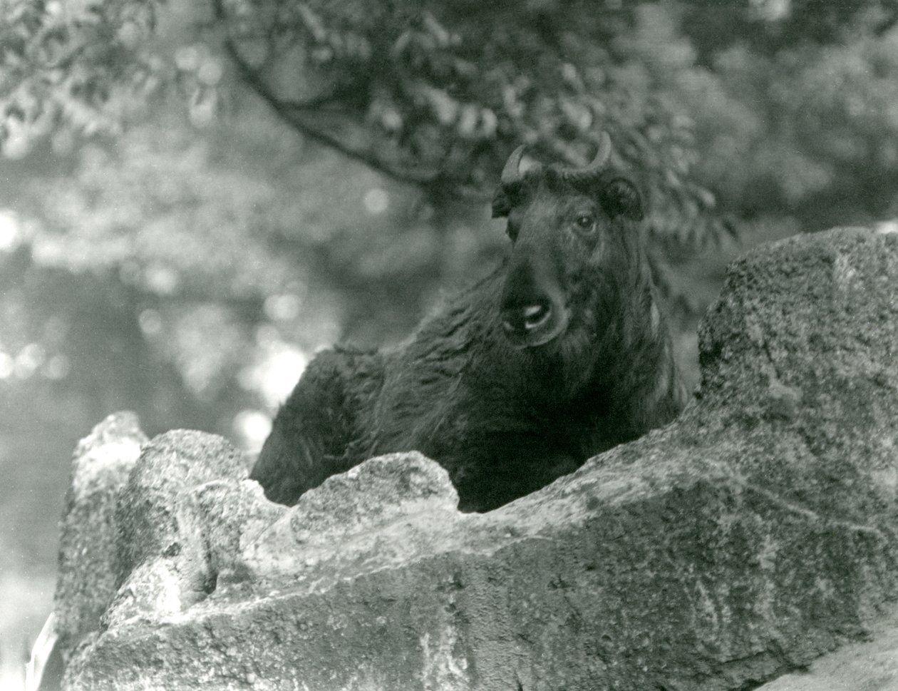 En ung Takin, även känd som en sämskskinn eller Gnu-get, vilar på en sten, London Zoo, juni 1924 av Frederick William Bond