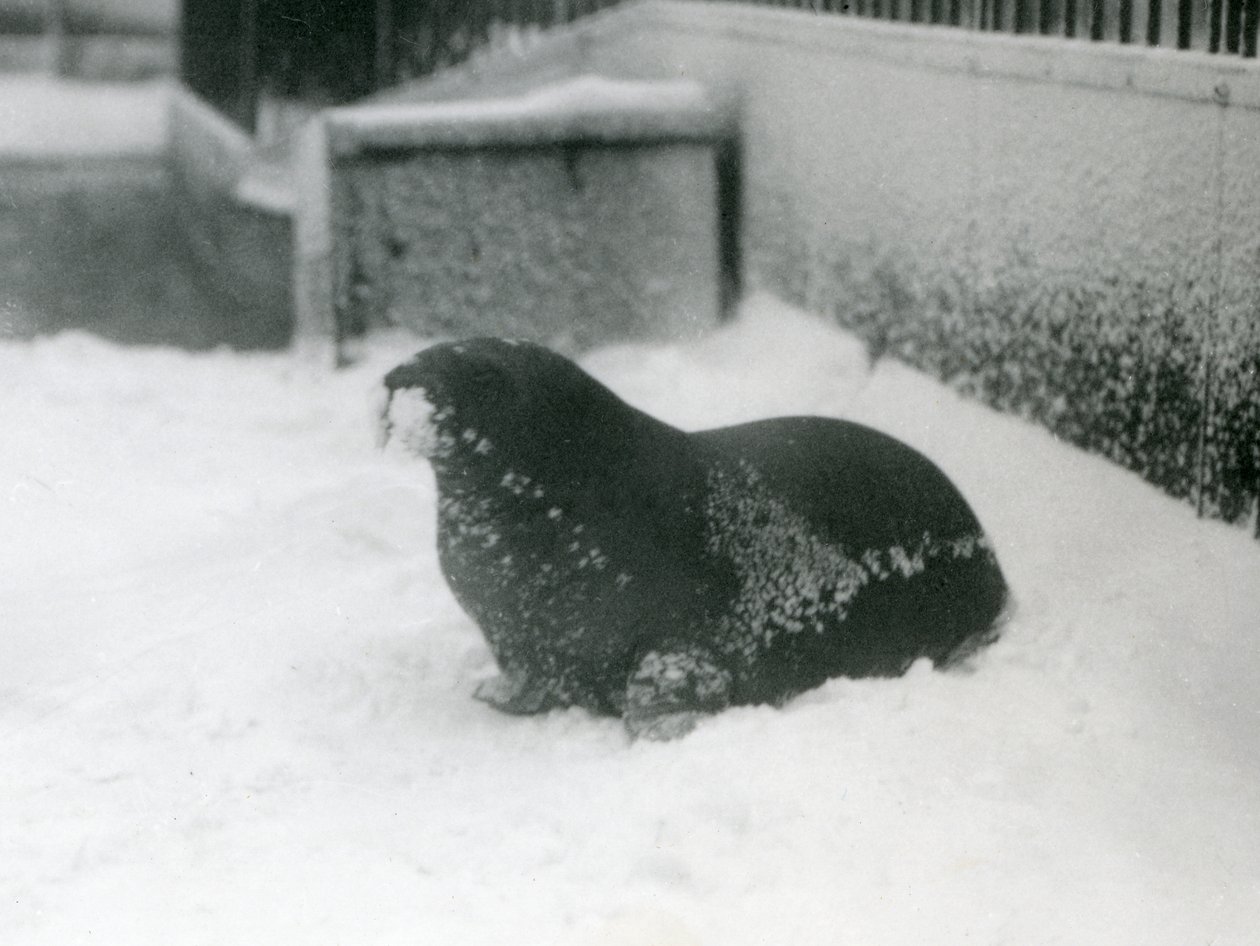 En ung valross i snön, London Zoo, februari 1924 av Frederick William Bond