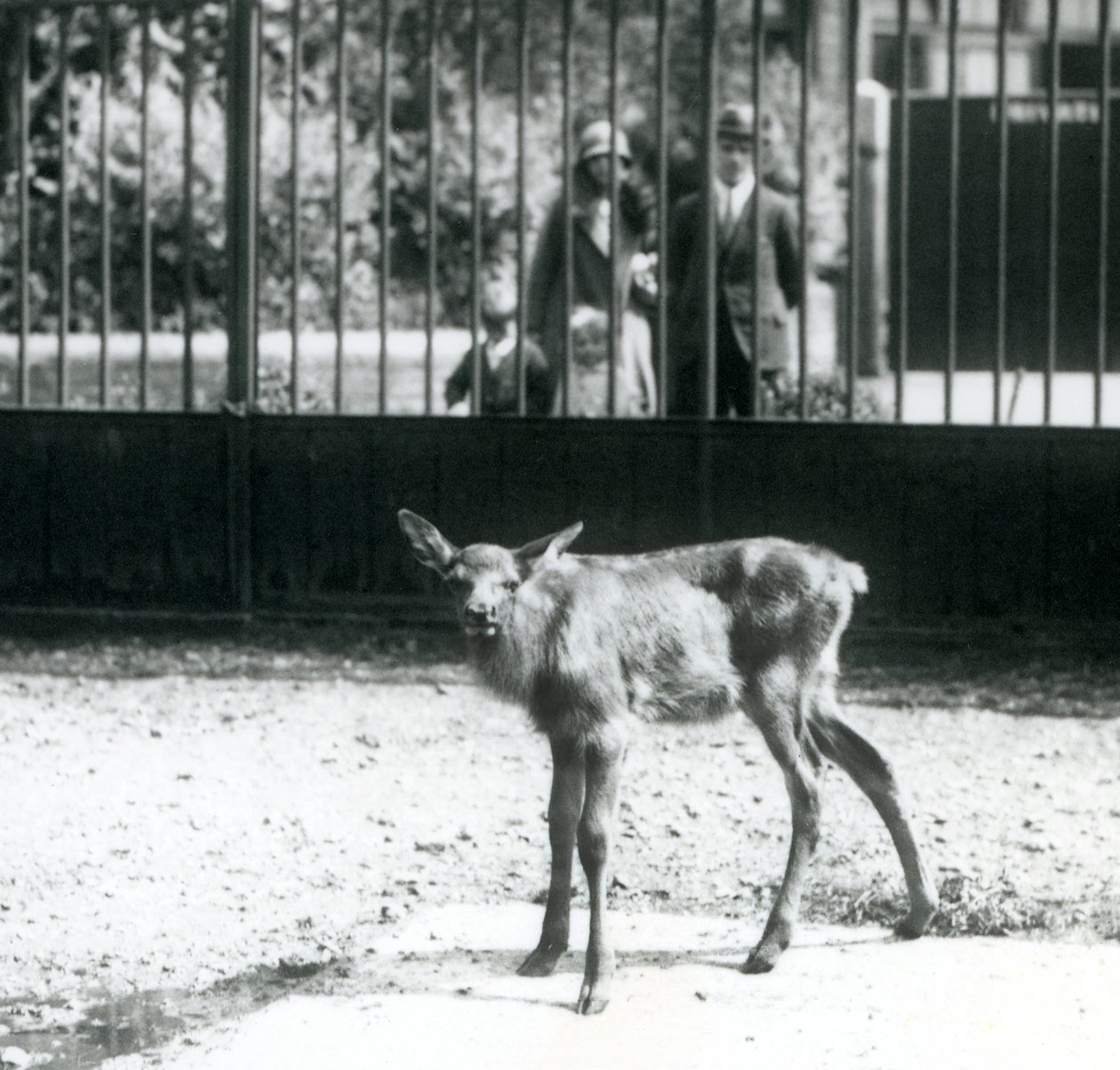 En ung Wapiti/Elk står i sin hage, med besökare som tittar på genom barer, London Zoo, augusti 1927 (s/v foto) av Frederick William Bond