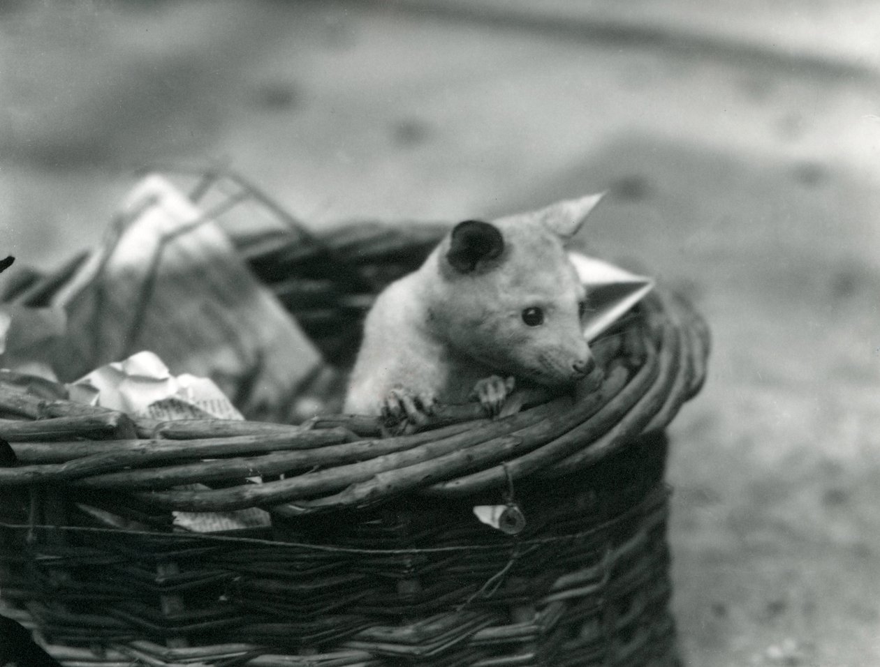 En ung albino Opossum tittar ut ur en korg på London Zoo, oktober 1920 av Frederick William Bond