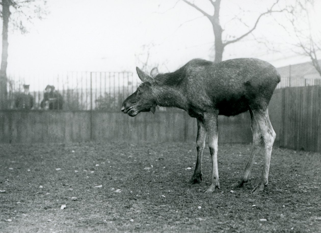 En ung tjur Älg/älg, med sår från nyligen fällda horn, som står i sin hage på London Zoo (s/v foto) av Frederick William Bond