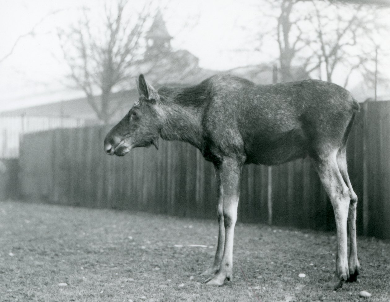 En ung tjur Älg/älg, med sår från nyligen fällda horn, som står i sin hage på London Zoo (s/v foto) av Frederick William Bond