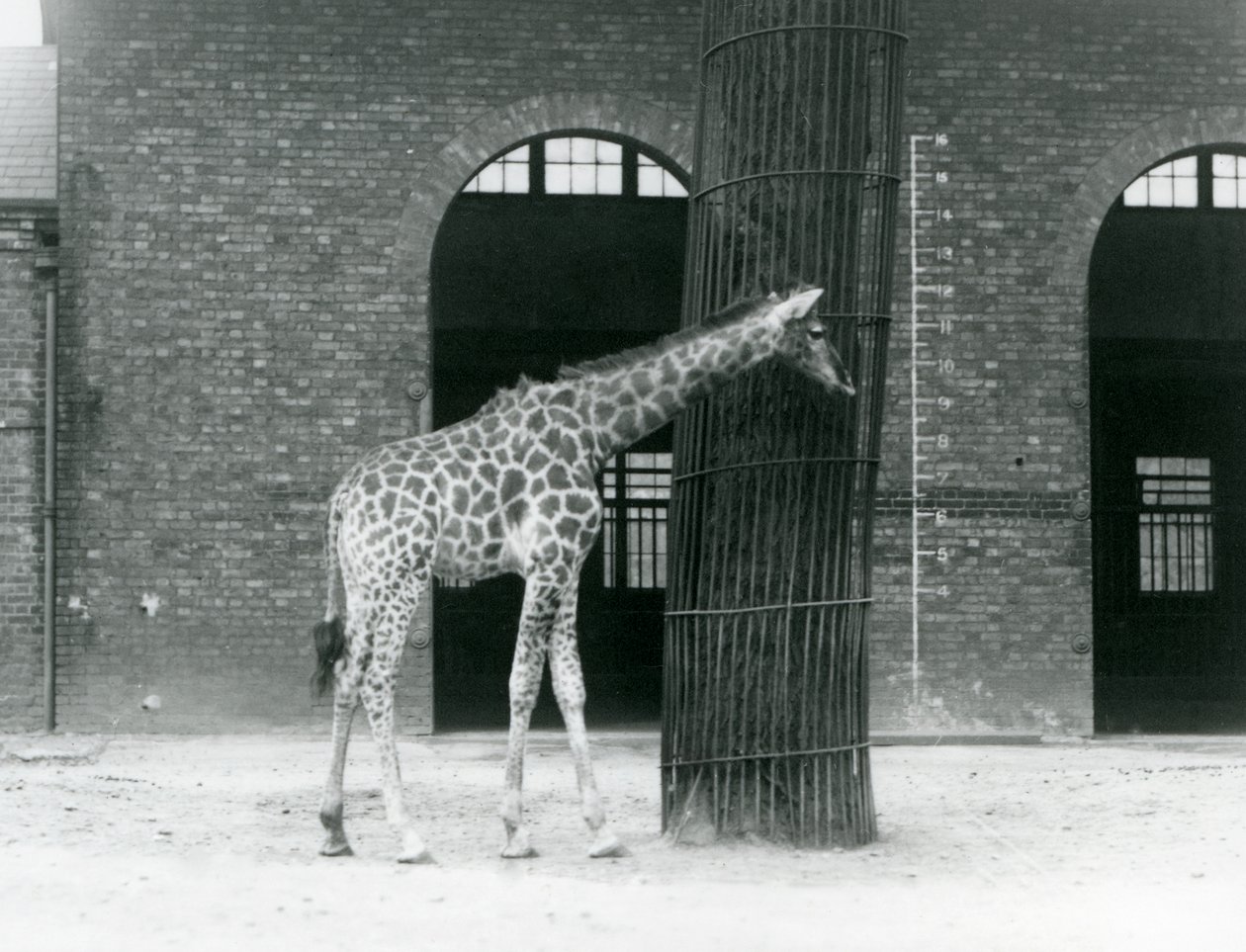 En ung kvinnlig giraff som står framför ett träd, i hagen utanför Giraffe House, London Zoo av Frederick William Bond
