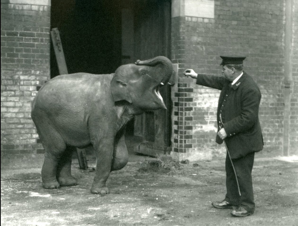 En ung indisk elefanthona tillsammans med djurskötare H. Robertson, London Zoo, 22 februari 1922. av Frederick William Bond