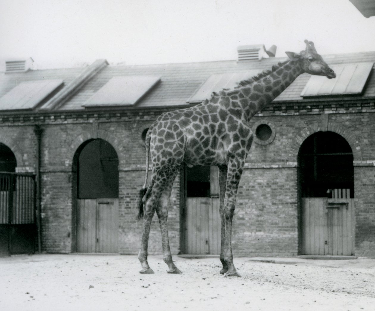 En ung manlig giraff som står i sin hage framför Giraffe House, London Zoo av Frederick William Bond