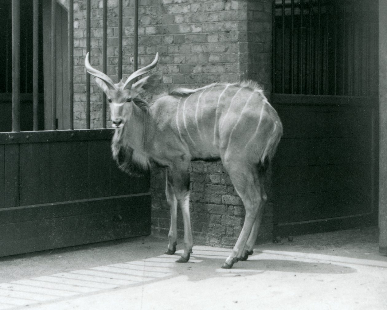 En ung man från Greater Kudu som står i sitt inhägnad på London Zoo 1929 (s/v foto) av Frederick William Bond
