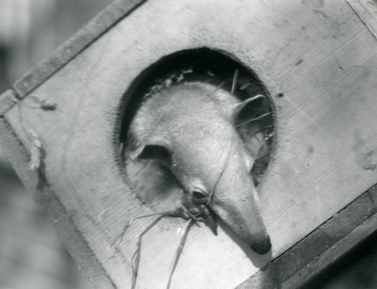 En ung tamandua tittar ut ur sin holk, London Zoo, april 1925 av Frederick William Bond