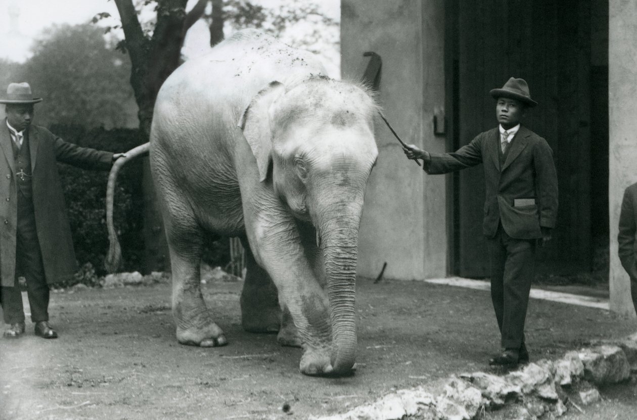 AlbinoWhite Burmese Elephant Pawah med skötare inklusive Dr. Saw Po Min, London Zoo, maj 1926 av Frederick William Bond
