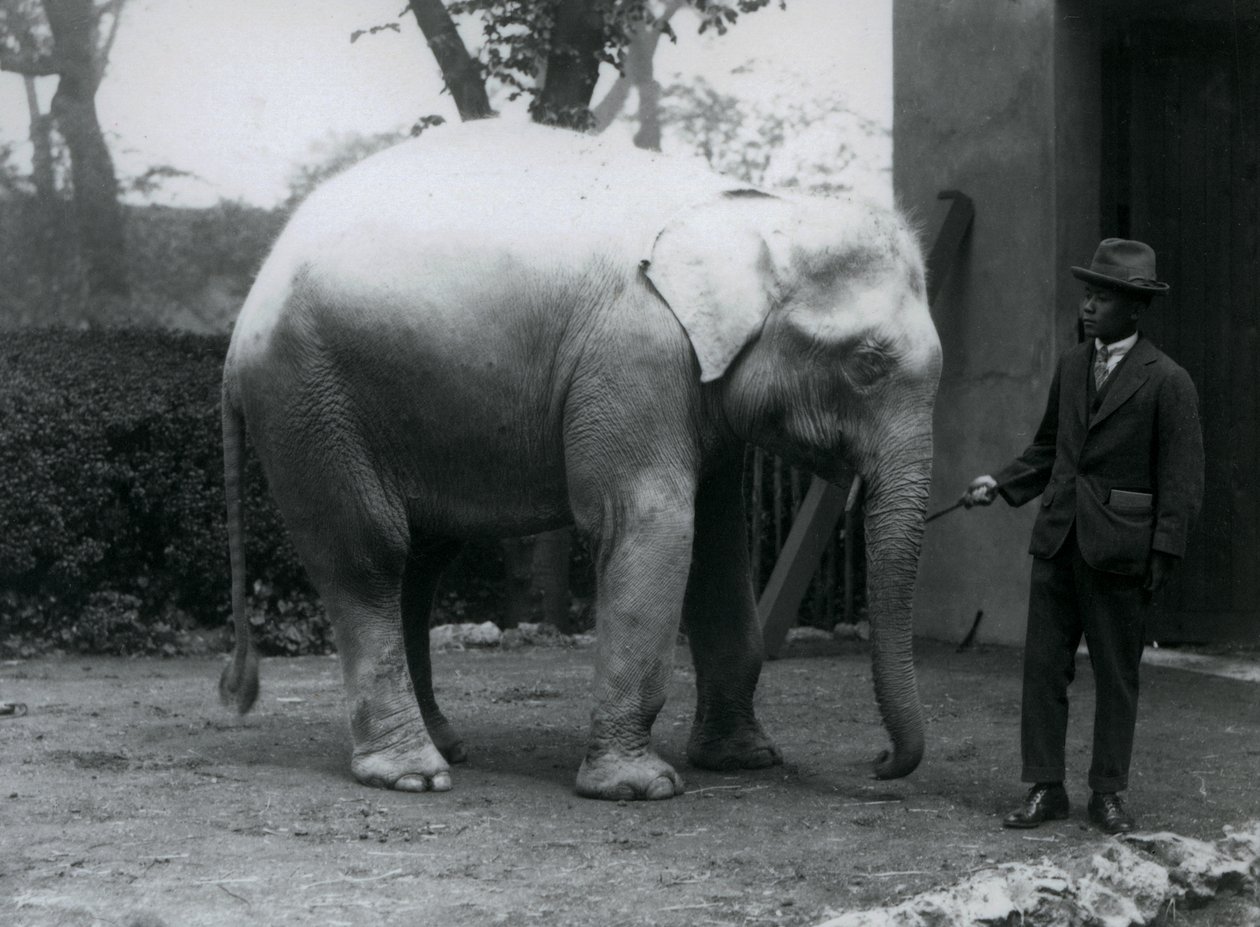 Albino White Elephant Pawah med Dr. Saw Po Minute, London Zoo, maj 1926 av Frederick William Bond
