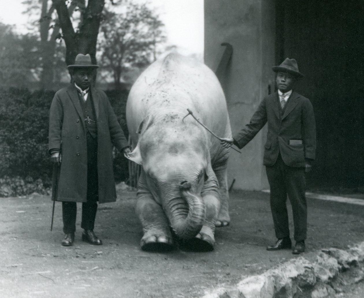 AlbinoWhite Elephant Pawah med Dr. Saw Po Min och Son, London Zoo, maj 1926 av Frederick William Bond