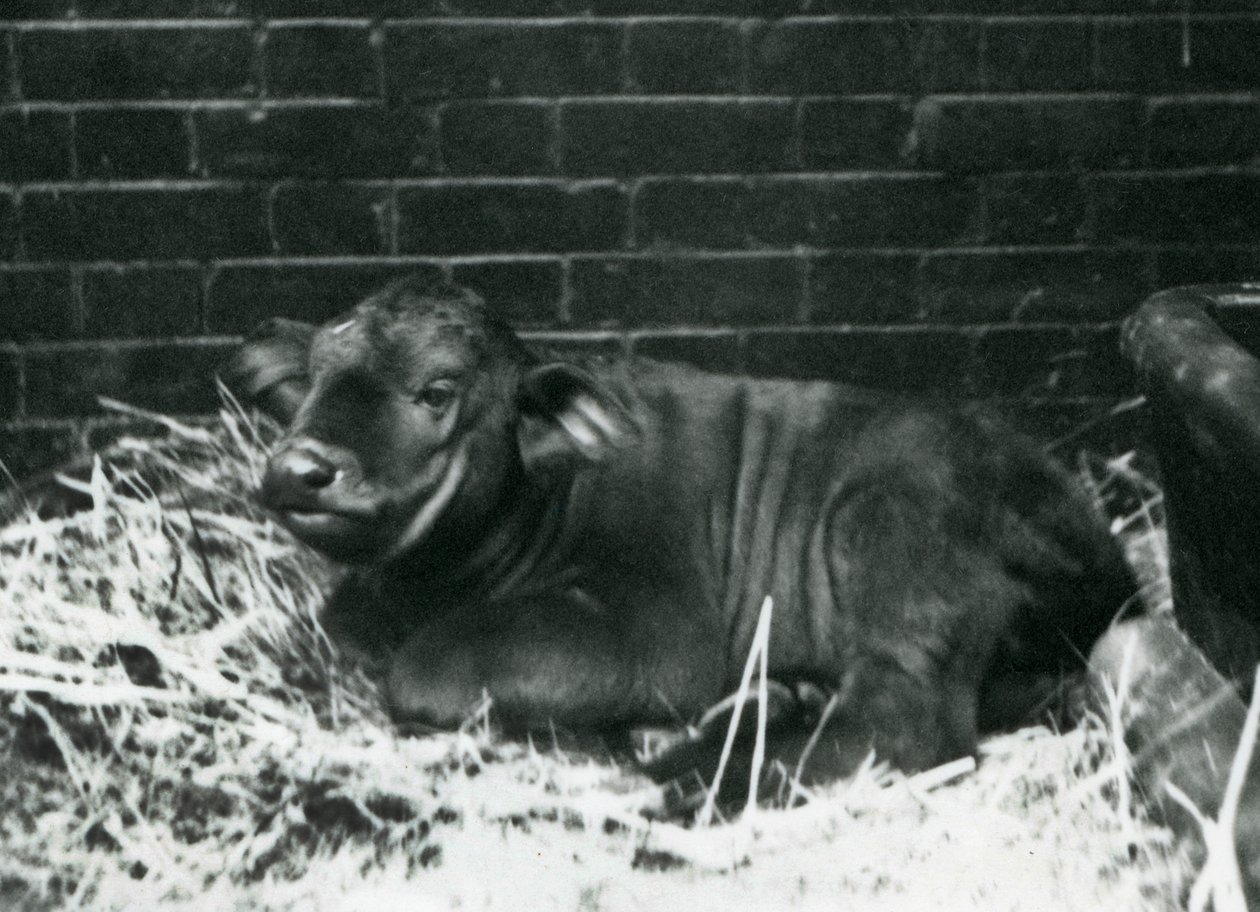 En buffelkalv från AfricanCape, född i menageriet den 8 februari 1927, liggande i halm, London Zoo, februari 1927 av Frederick William Bond