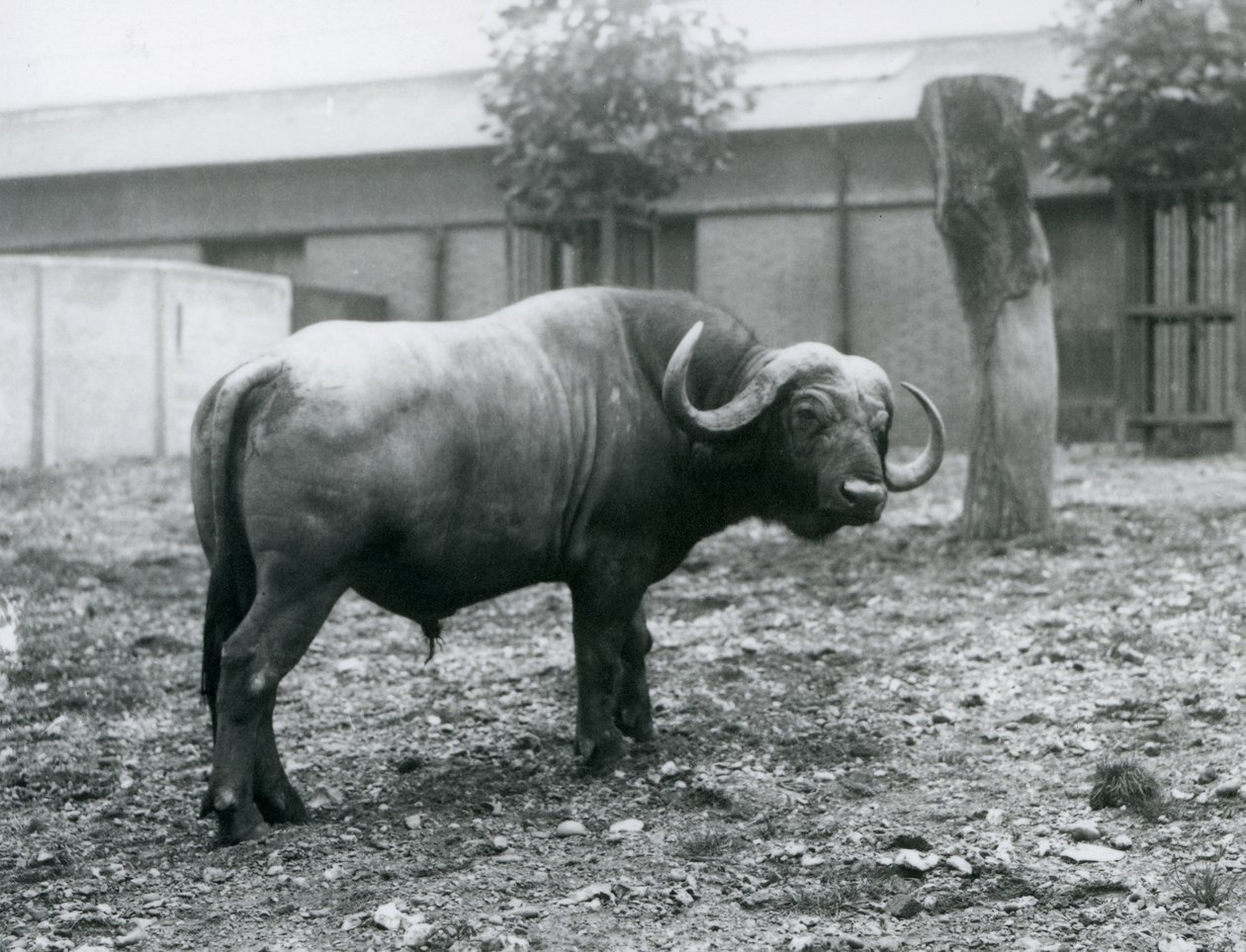 En afrikansk buffel, eller Cape Buffalo, som står i sin hage på London Zoo, 1927 av Frederick William Bond