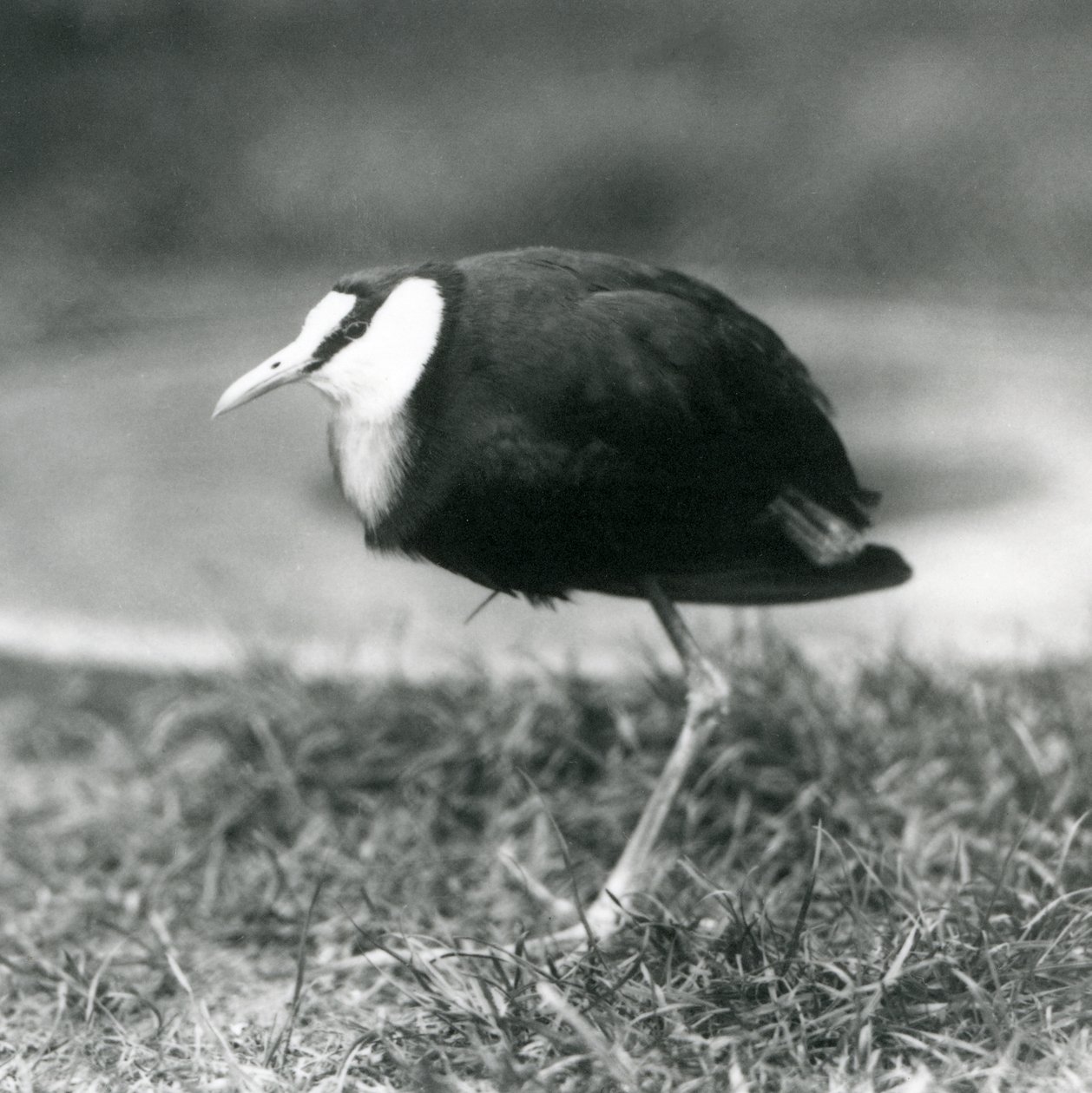 En afrikansk Jacana som står på gräs på London Zoo, augusti 1927 av Frederick William Bond