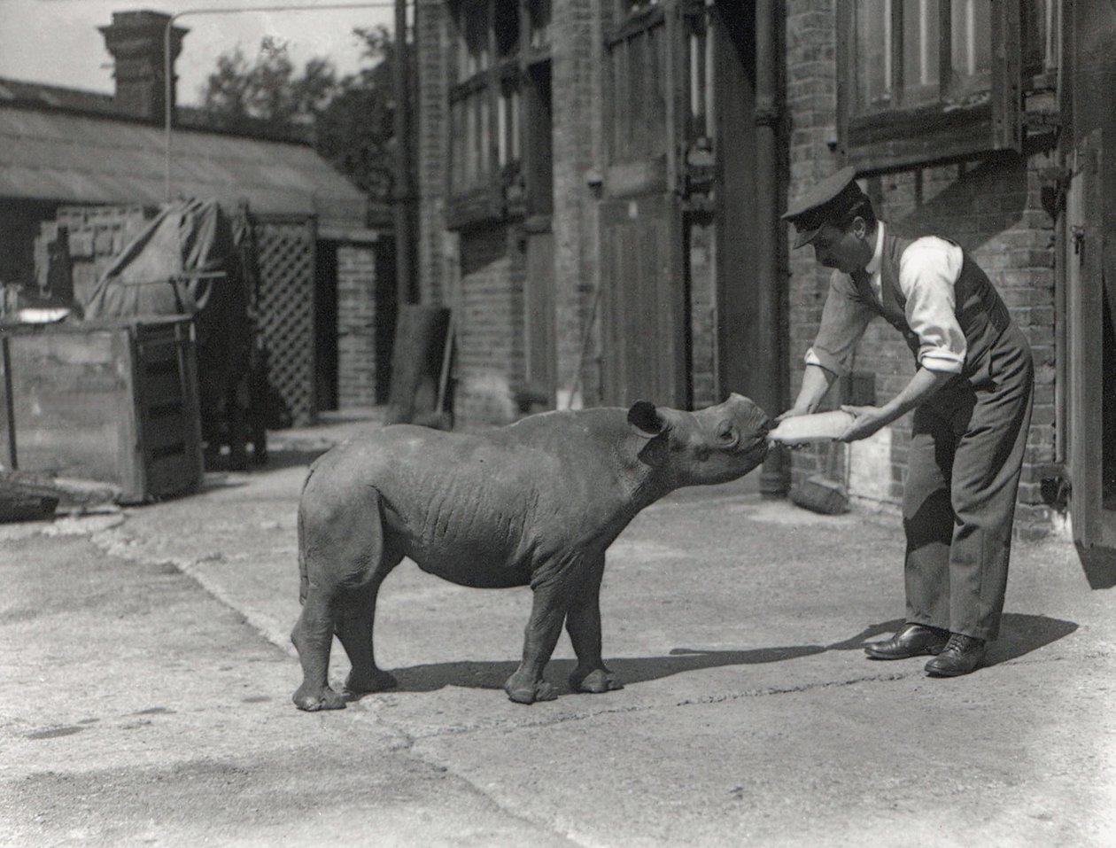 En afrikansk noshörning, Kathlene och målvakten Harry Warryck på ZSL London Zoo, september 1928 av Frederick William Bond