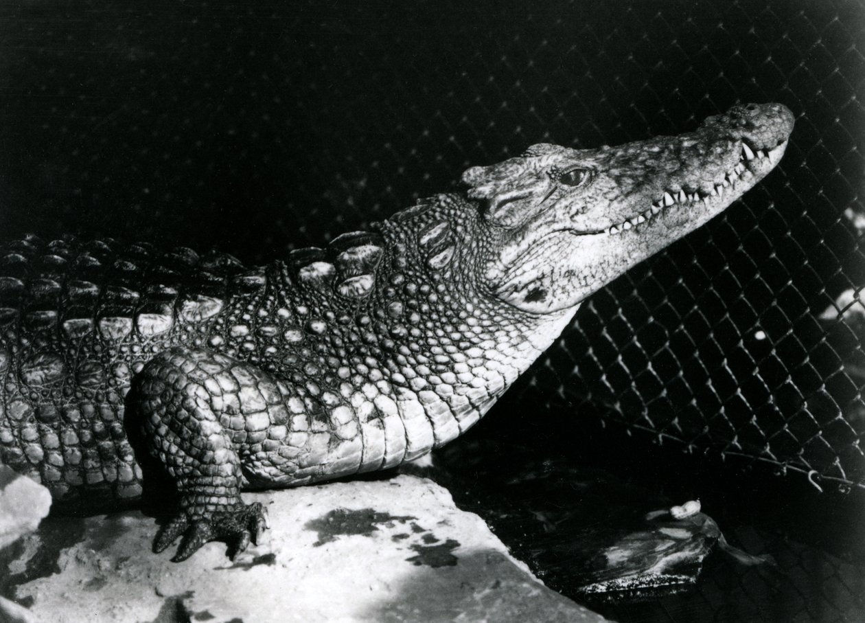 En amerikansk alligator på London Zoo i september 1924 av Frederick William Bond