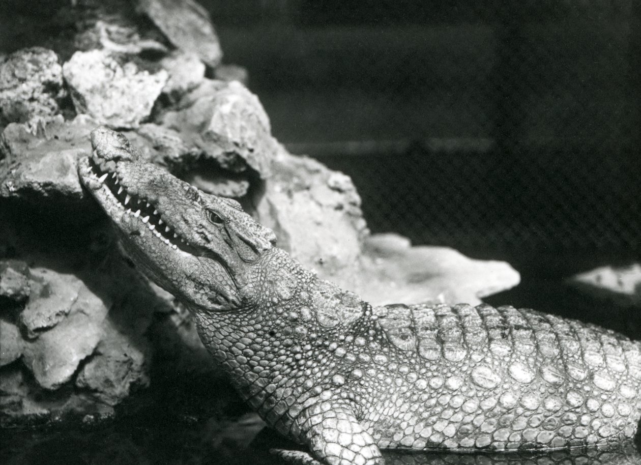 En amerikansk alligator vilar i en pool och tittar upp vid klipporna vid sidan av poolen, London Zoo av Frederick William Bond